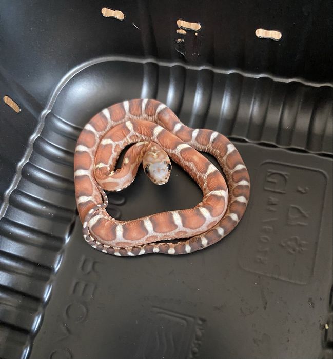 Wąż zbożowy scaleless bezłuski nie mahoniowy/lancetogłów