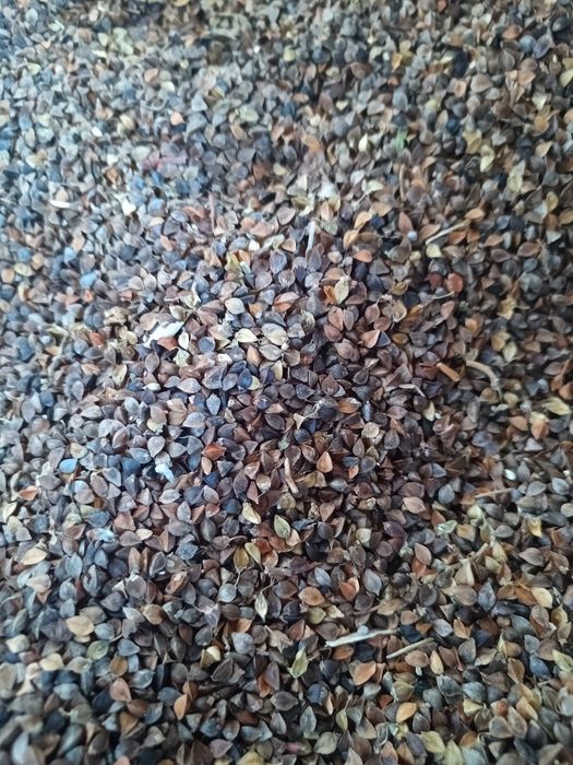 Gryka reczka do siewu