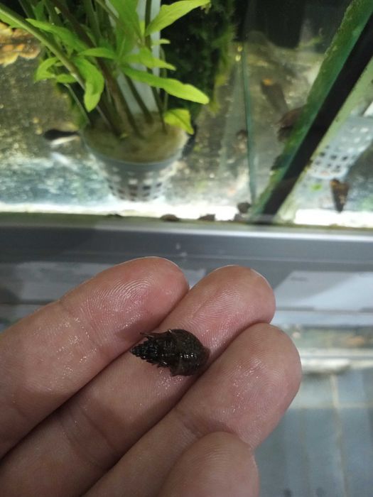 Ślimak Tiara Torpedo - Tina Zoo Gliwice Jasna