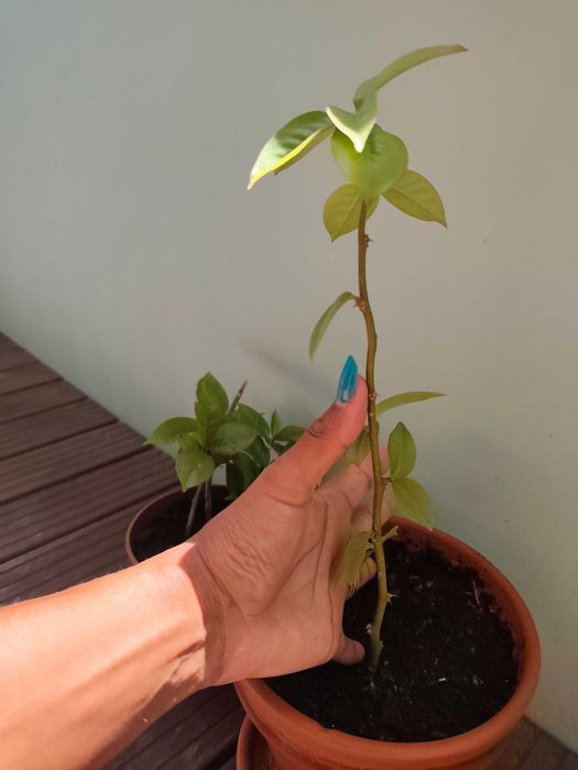 Planta Ora pro nóbis Ora-pro-nóbis