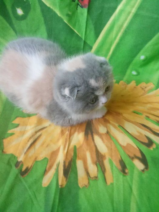 Чистокровные шотландские котята Скоттиш Фолд