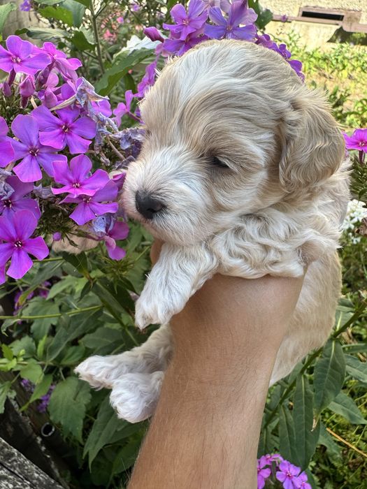 Мальтіпу дівчатка