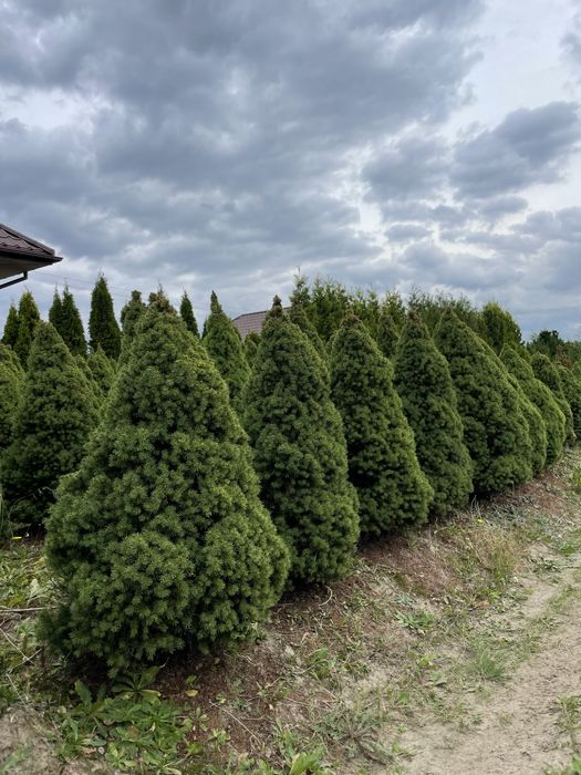 Tuja Brabant 270cm ‼️PRODUCENT‼️ Duże Thuje Brabant i Szmaragd