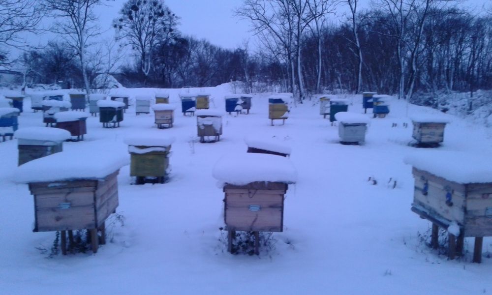 Продам бджолопакети українка(БДЖОЛИ)пчелы  травень 4р.р 2026.РОКУ.4р.р