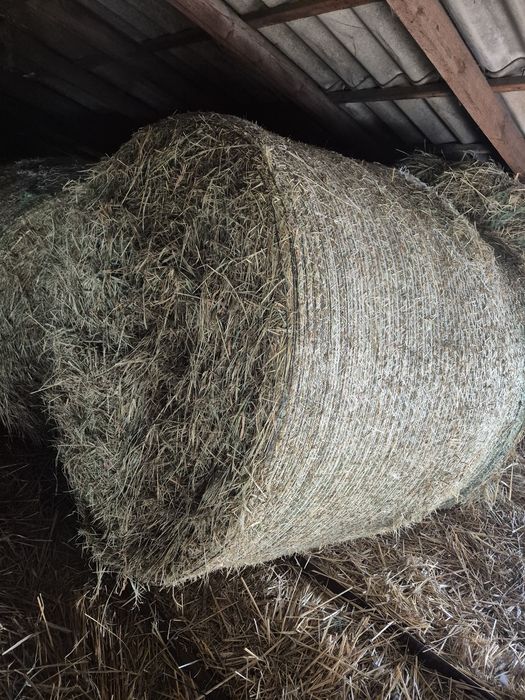 Siano, sianokiszonka, kiszonka z kukurydzy