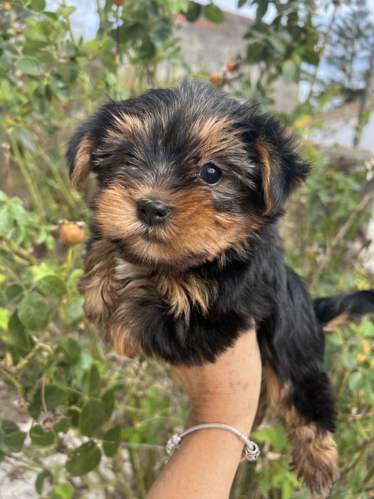 Yorkshire terrier femea  suoer top