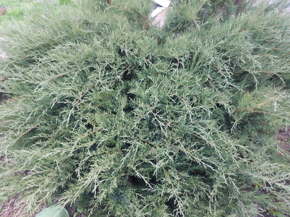Ялівець/ Можевельник козацький/гілки для декору