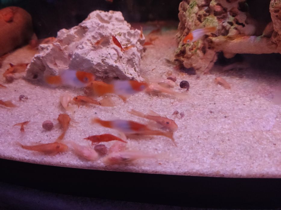 Zbrojniki albinos glonojad