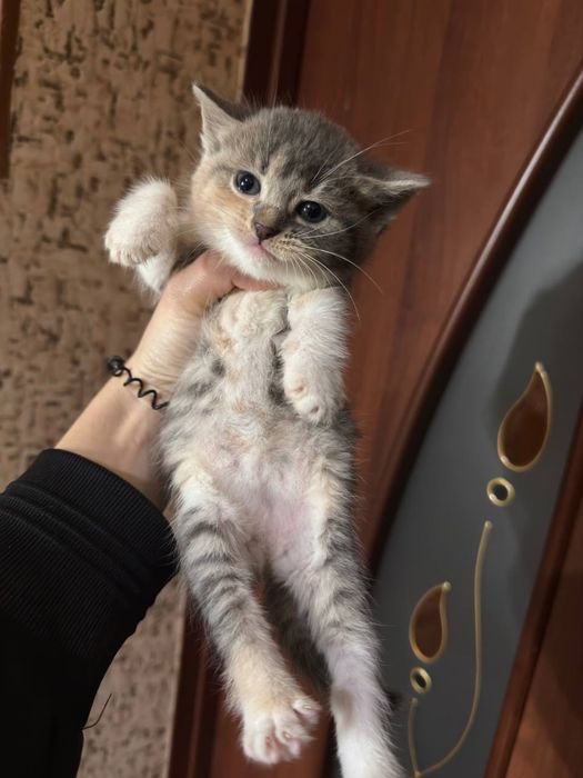 Отдам котят в хорошие руки