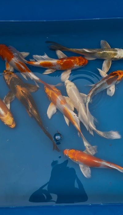 Karpie Koi Butterfly (Long Fin)