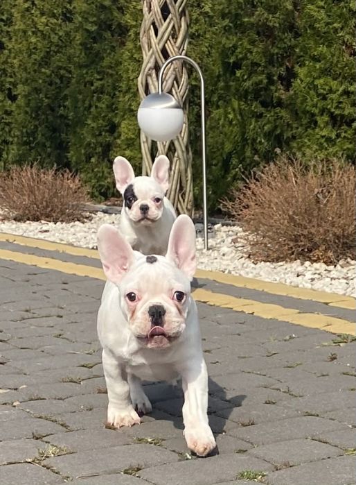 Buldog Francuski, suczka, biała