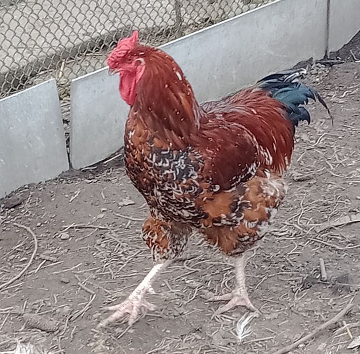 Кури лівенські ситцеві. Курчата .Інкубаційні яйця .