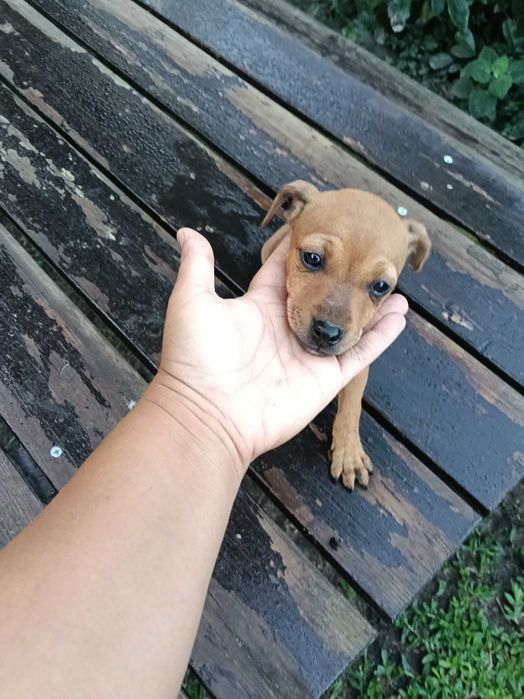 Pinscher fêmea linda