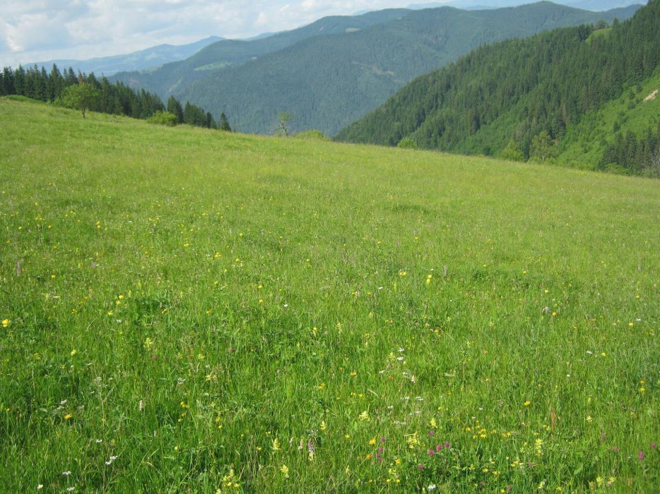 Земельна ділянка в Карпатах. Верховинський р-н.  с. Верхній