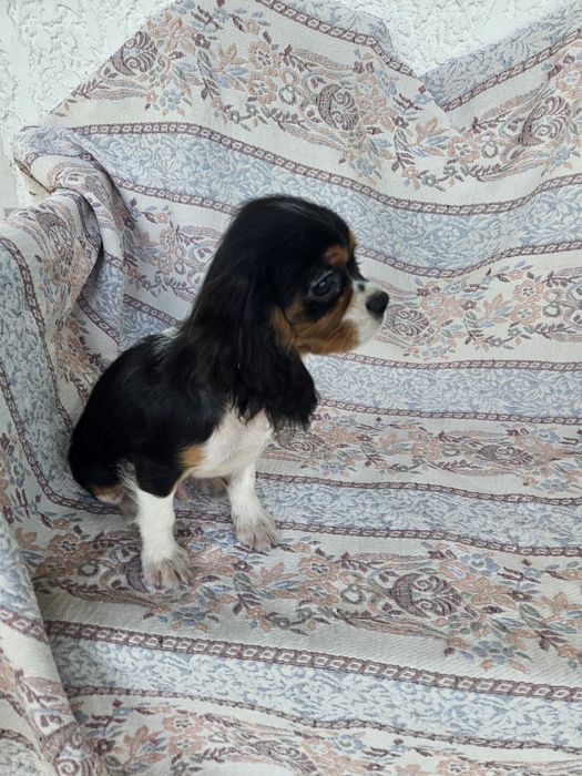 Cavalier King Charles Spaniel