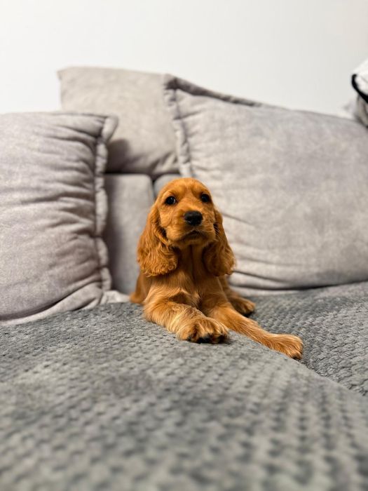 Cocker spaniel angielski sunia