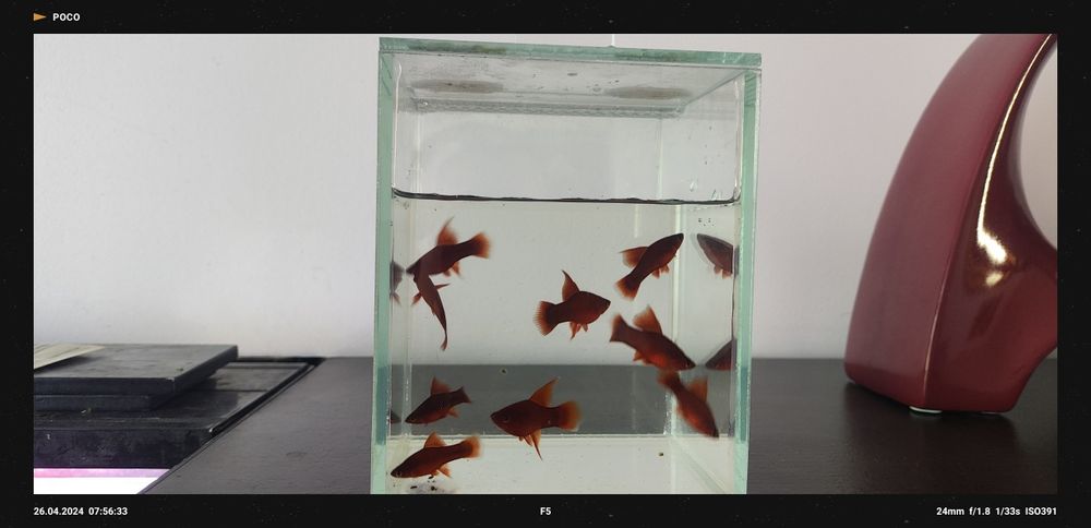 Mieczyki Czyste Delty