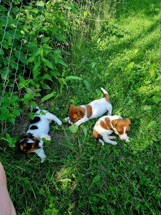 Jack Russell terrier- szczenię