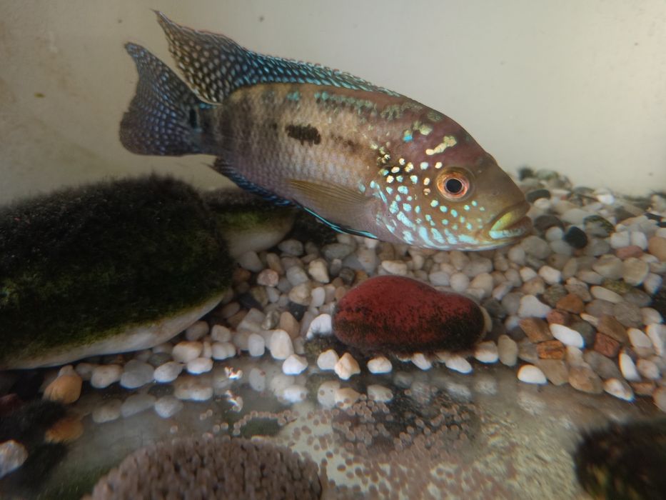 Продам акваріум і рибок