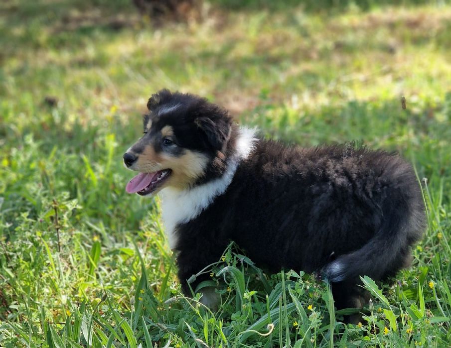 Maravilhosa Lassie - Rough collie’s