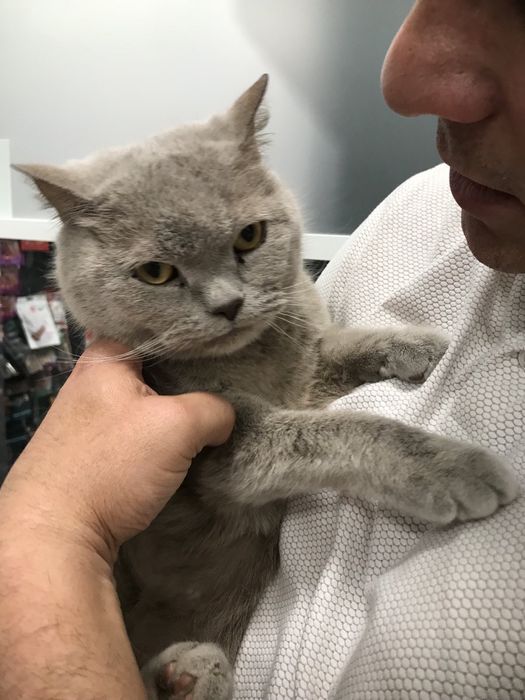 Котик Браян в добрі руки