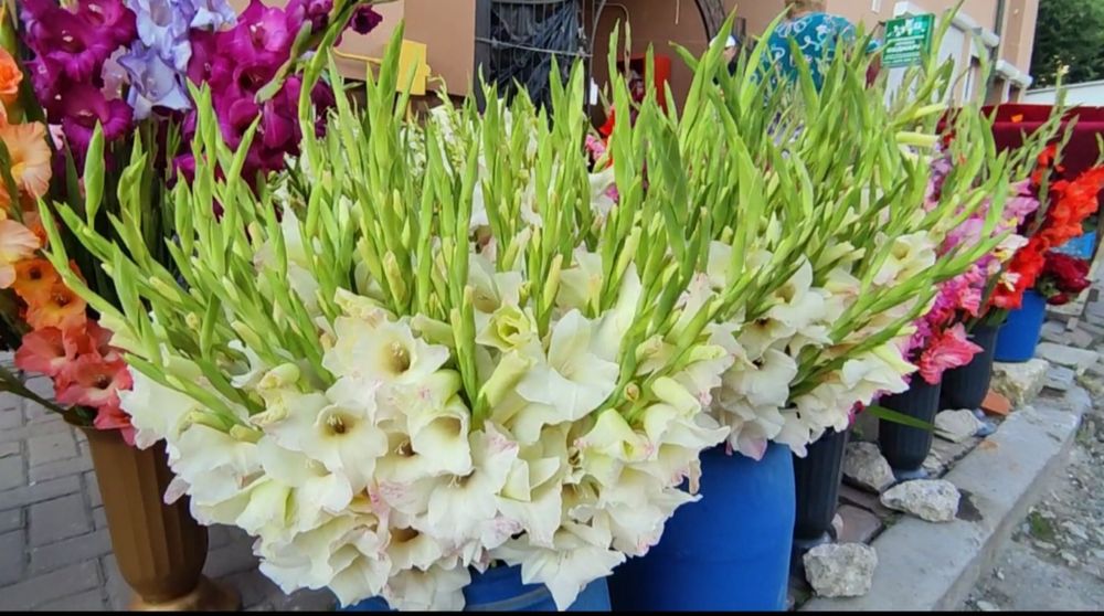 Цибулини білих гладіолусів