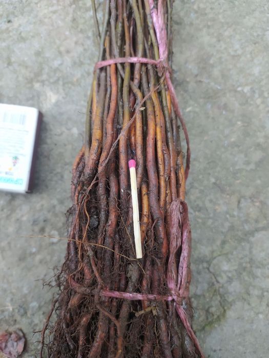 Продам дичку груші,антипка,алича,айва сідо,