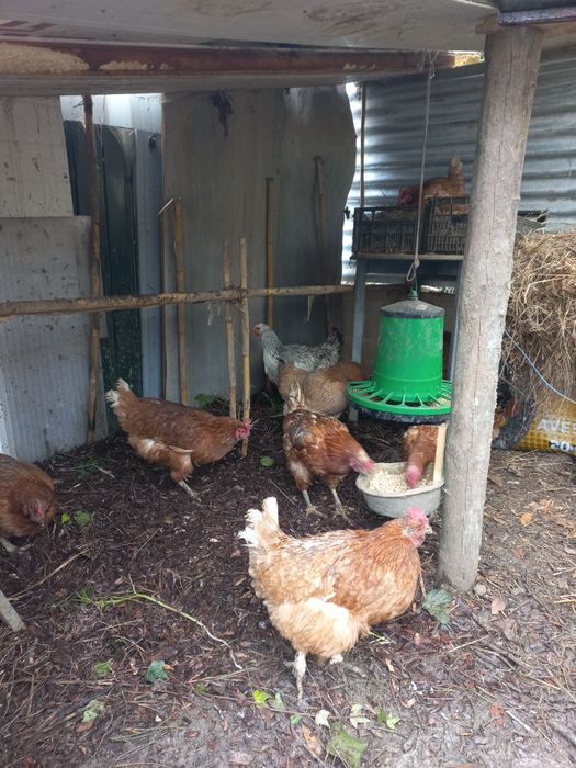 Vendo Galos e Galinhas