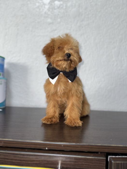 Мальтіпушик хлопчик міні. Карамель мальтіпу