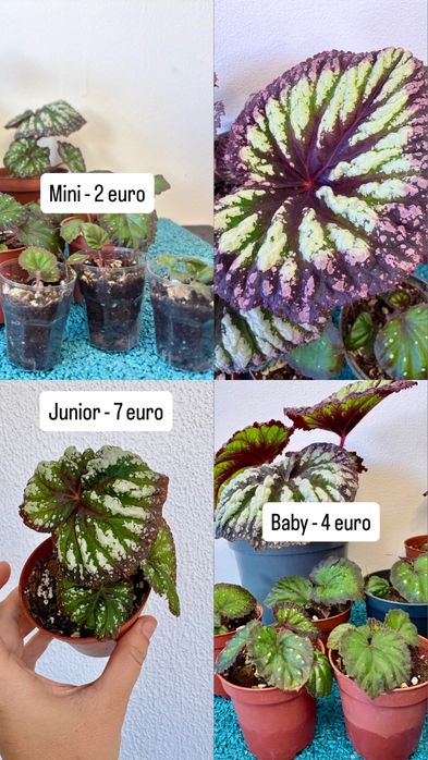 Begonia rex, muito bonita