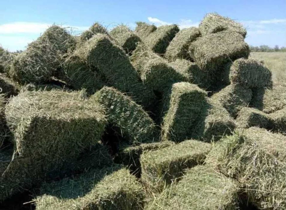 Сено люцерки зеленое в тюках