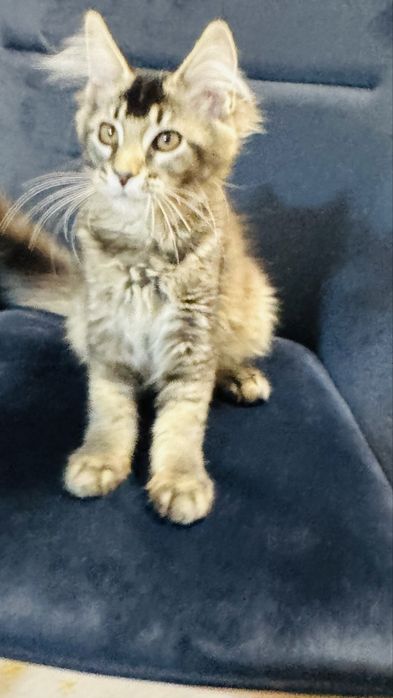 Kotka  Maine coon FPL