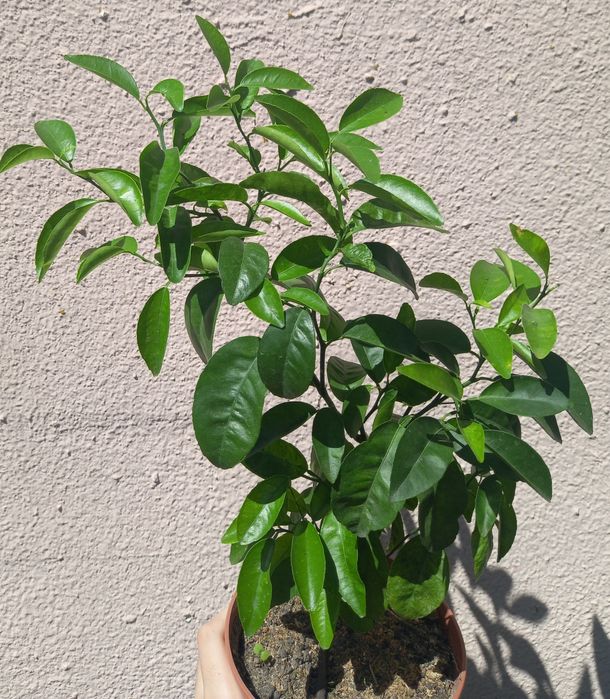 Кімнатне лимонне дерево