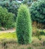 Jałowiec Hibernica kolumnowy