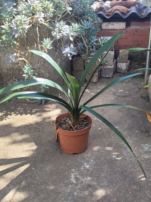 Clivias cor de Laranja