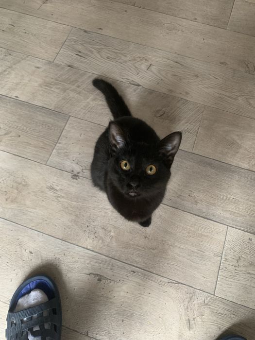 Отдам в хорошие руки кошечку