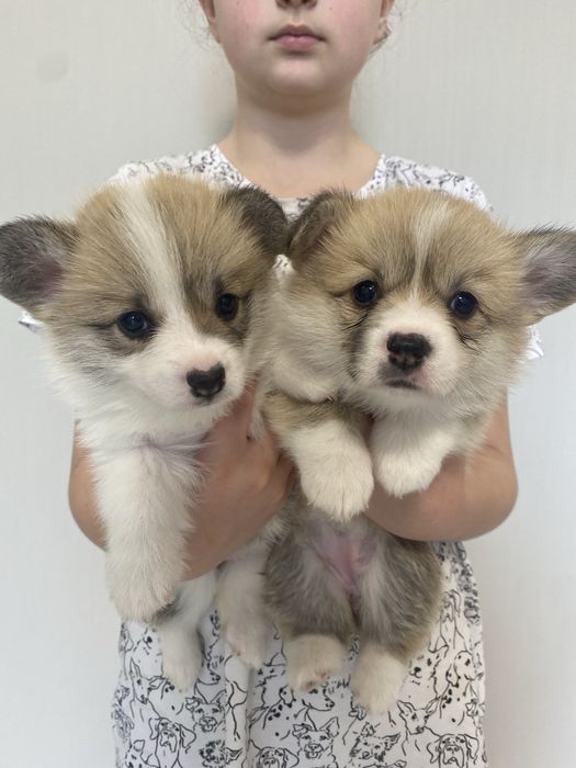 Корженята дівчинка і хлопчики