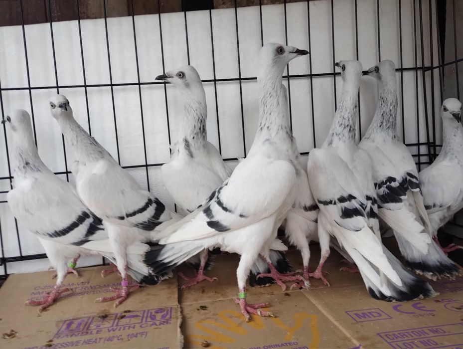 Srebrniak pasiak srebrzysty