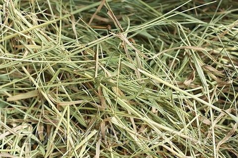 Продам сіно, люцерква з травою.