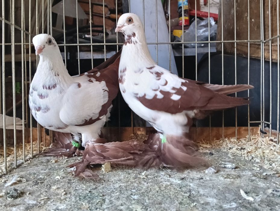 Gołębie widyny para