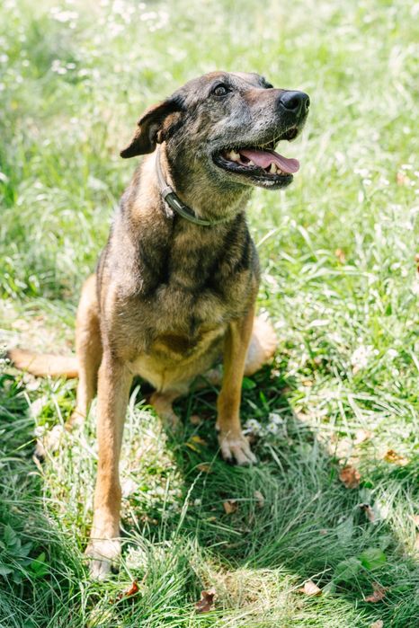 Bella psia seniorka 10 lat szuka domu