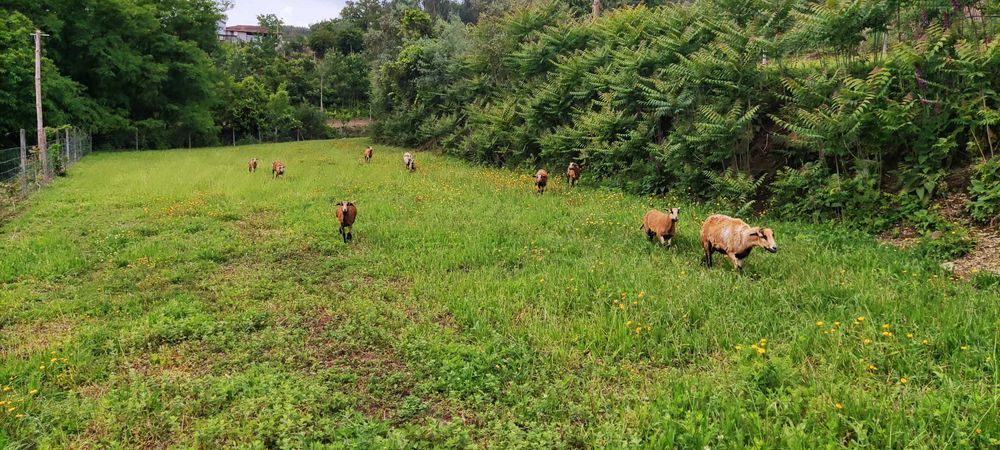 Ovelhas da Quinta - de raça pura.