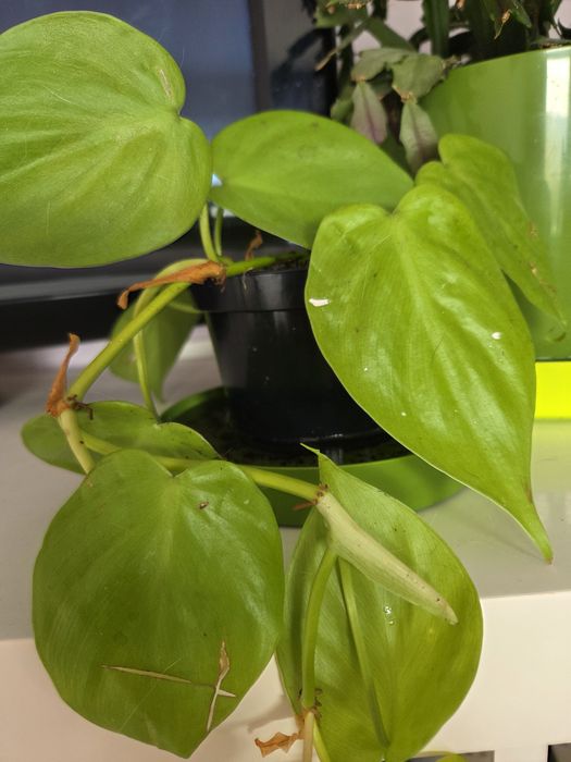 Philodendron Scandes Mincas Lime - Mały