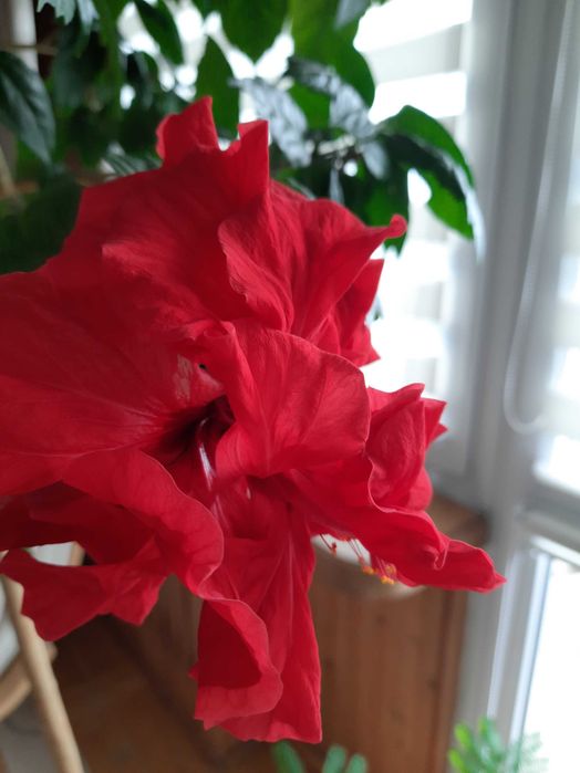 Róża chińska, Hibiscus, Ketmia, roślina kwitnąca
