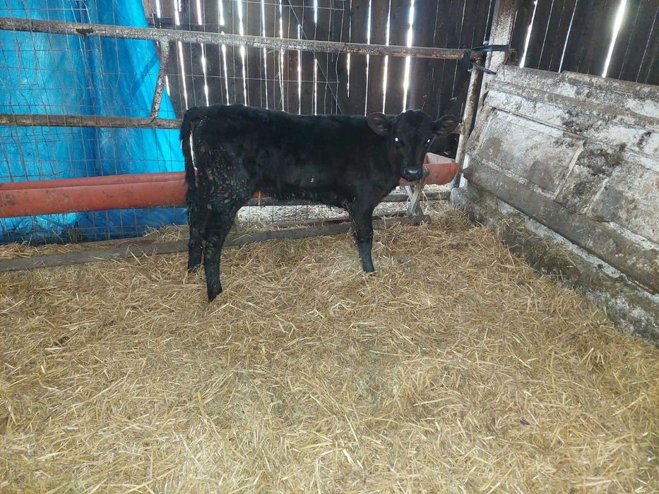 Cielaki byczki jałóweczki