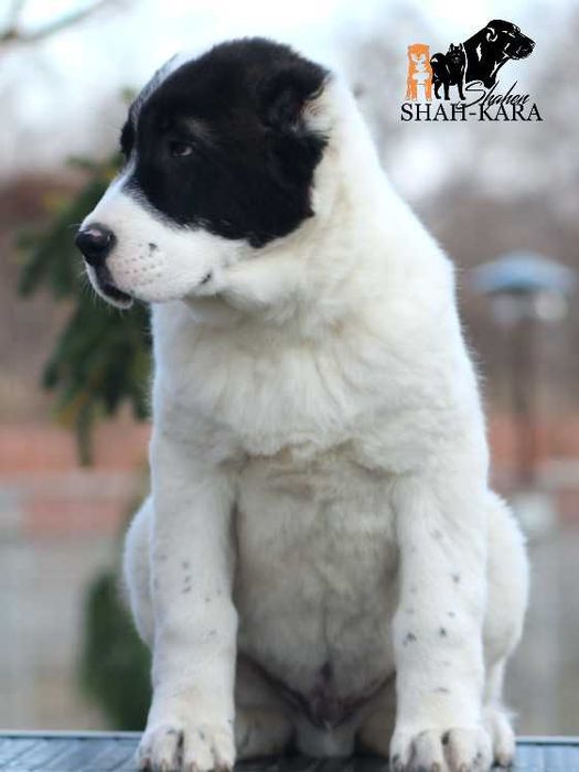 Шикарный кобель Среднеазиатской овчарки