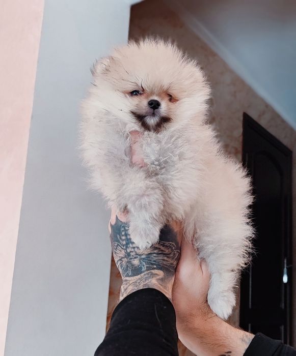 Померанського шпіца цуценята