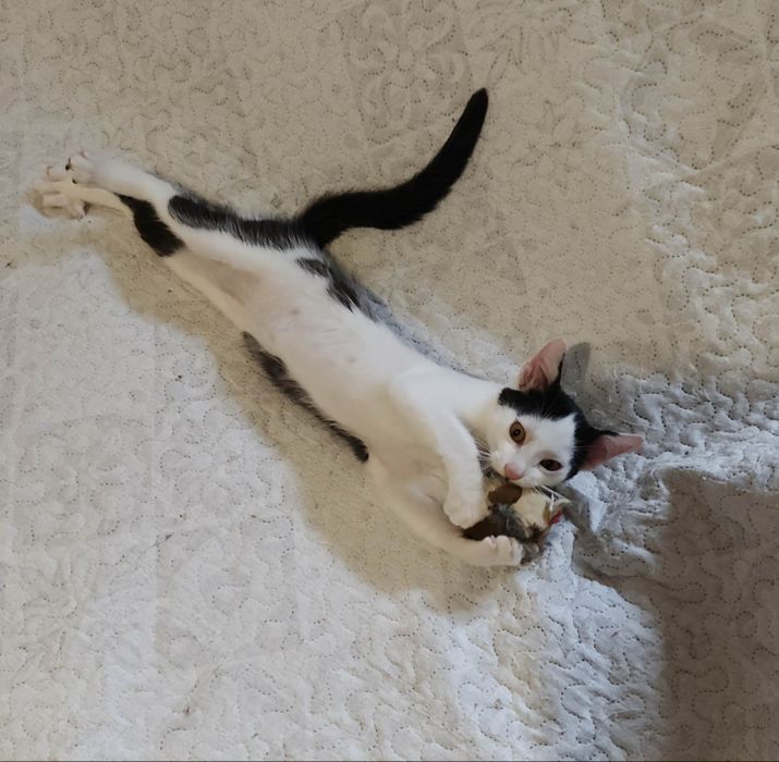 Ten mały przystojniaczek szuka chaty ! Do adopcji od zaraz
