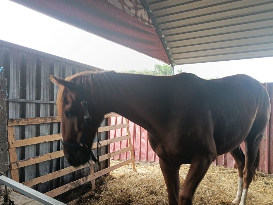 Venda de 2 cavalos 4000€
