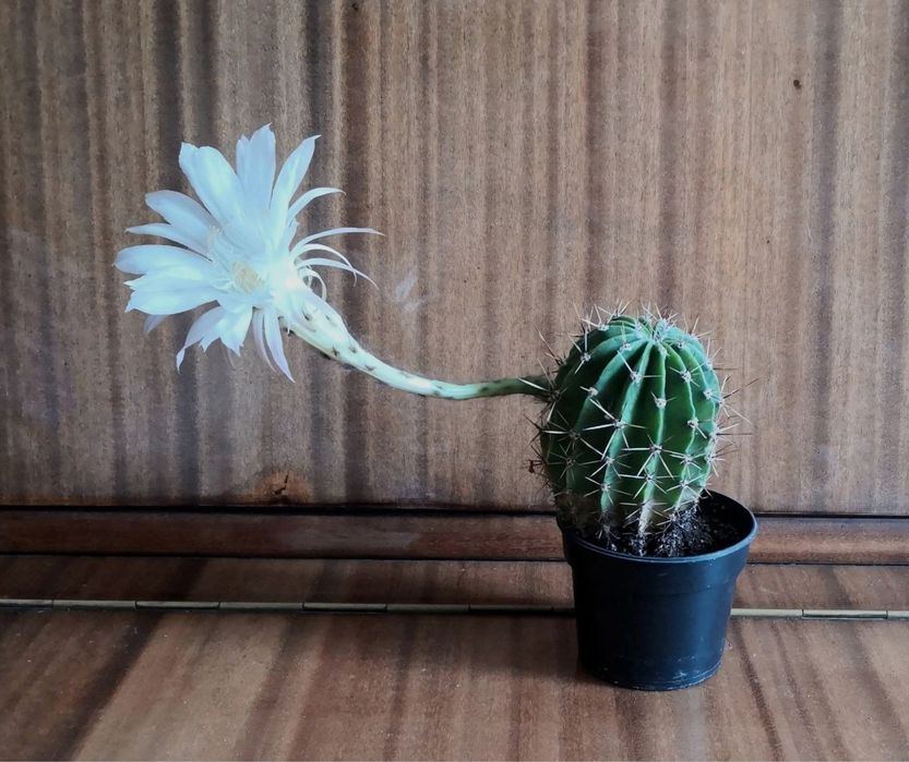 Продаю кактусята